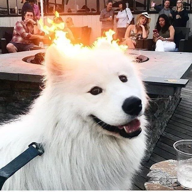 noob dog